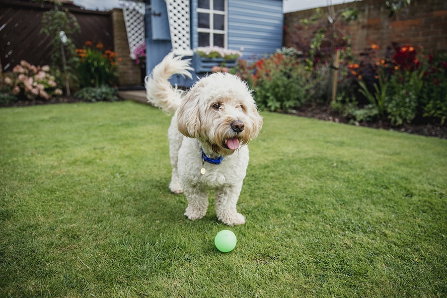 pet-safe power washing