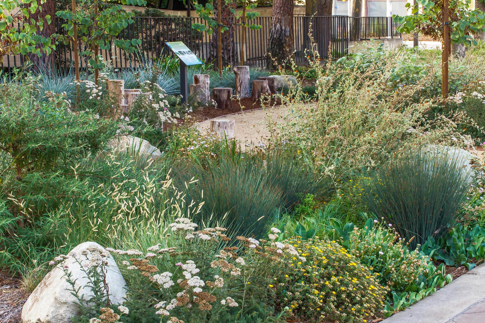 Rain Gardens and Natural Buffers