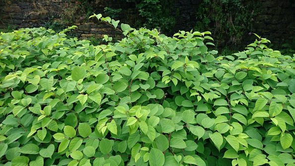 Invasive Plant Species