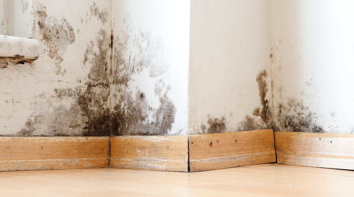Pressure Washing Mold And Mildew