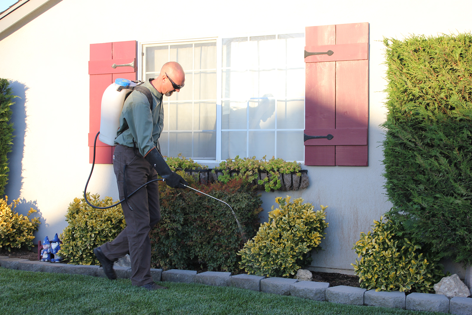 Insect Treatment