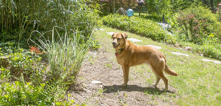 Pressure Washing Around Pets