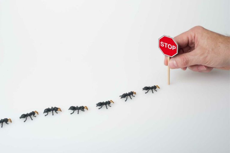 Prevent Pest Infestation