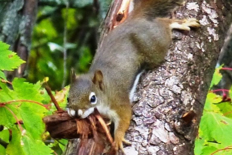 Affect Nearby Wildlife