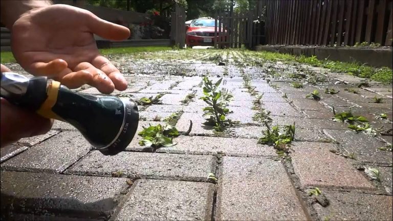 Weed Growth In Pavers